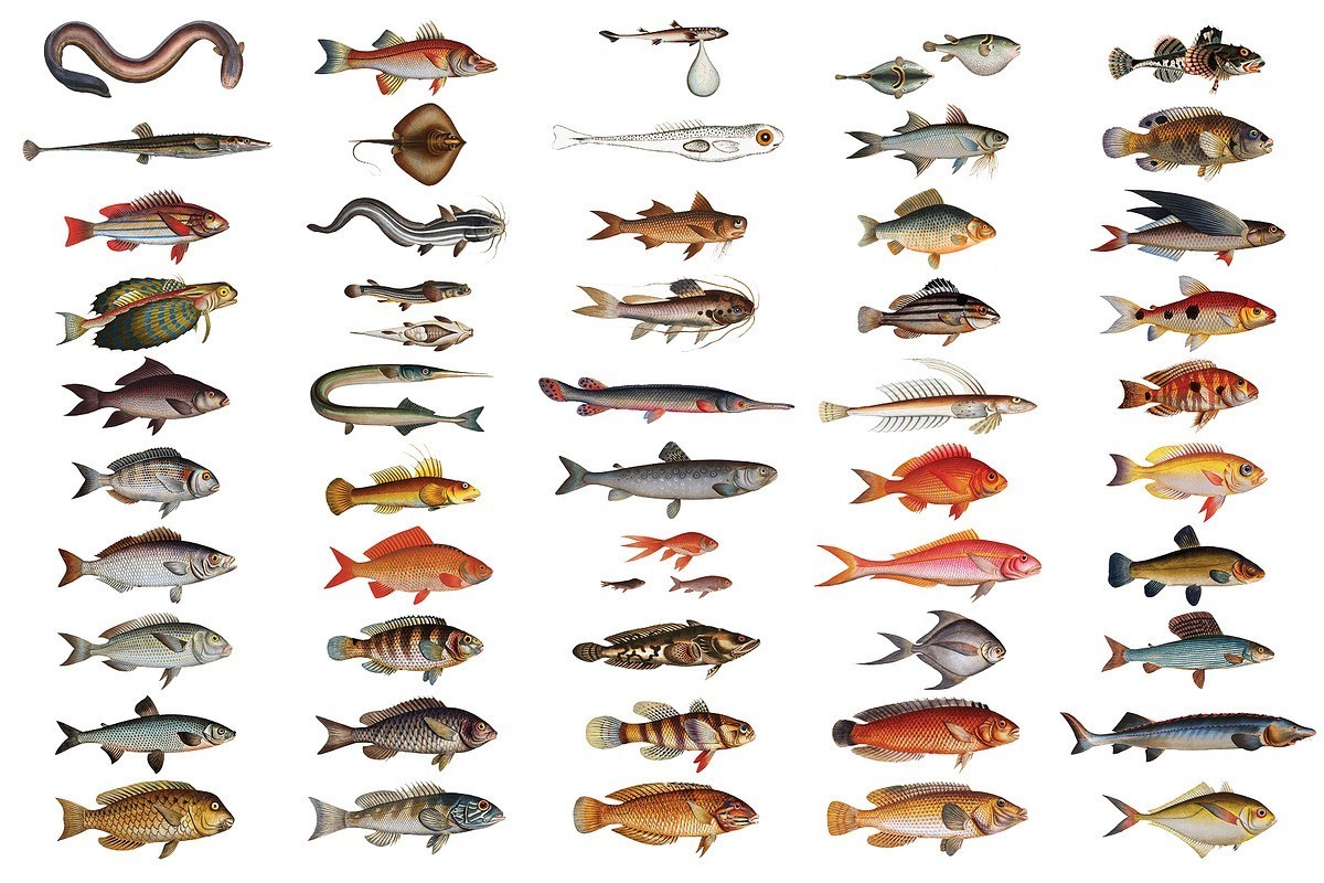 500+复古鱼类插画高清图片素材PNG